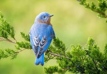 『青い鳥』――日常に潜む幸せの本質を問う哲学